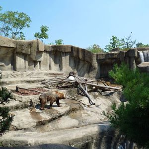 Northern Trek - Grizzly Bear Exhibit