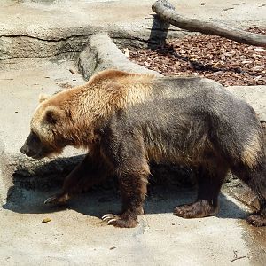 Northern Trek - Grizzly Bear