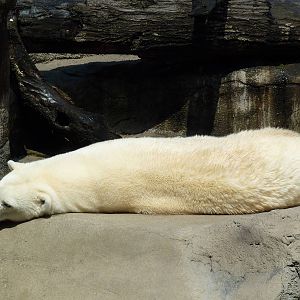 Northern Trek - Polar Bear