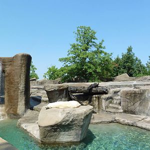 Northern Trek - Polar Bear Exhibit