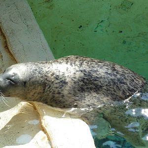 Northern Trek - Harbour Seal