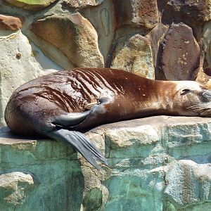 Northern Trek - California Sea Lion