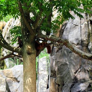 Asia Trail-Red Panda