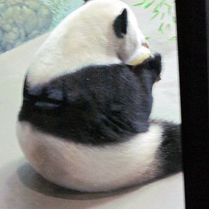 Asia Trail-Giant Panda