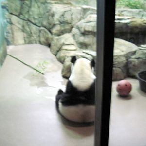 Asia Trail-Giant Panda