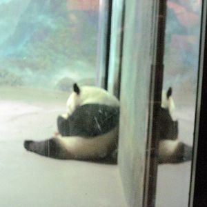 Asia Trail-Giant Panda