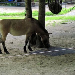 Mongolian Wild Horse