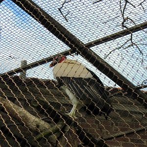 Small Mammal House-King Vulture