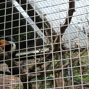 Small Mammal House-Prevost's Squirrel