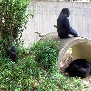 Great Ape House-Western Gorillas