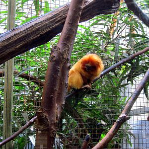 Small Mammal House-Golden Lion Tamarin