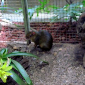 Small Mammal House-Acouchi