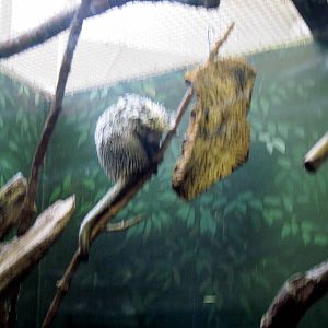 Small Mammal House-Prehensile-tailed Porcupine