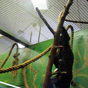 Small Mammal House-White-faced Saki Monkey