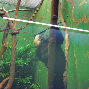 Small Mammal House-White-faced Saki Monkey