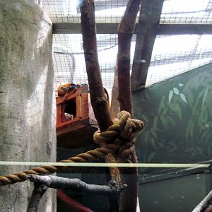 Small Mammal House-Golden-headed Lion Tamarin
