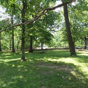 Northern Trek - White Lipped Deer Exhibit