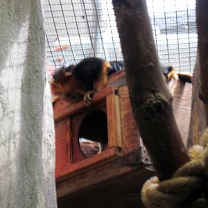 Small Mammal House-Golden-headed Lion Tamarin