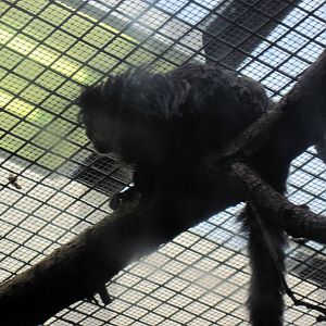 Small Mammal House-White-faced Saki Monkey