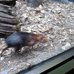 Small Mammal House-Elephant Shrew
