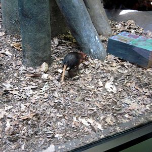 Small Mammal House-Elephant Shrew