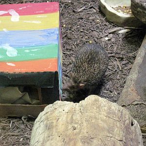 Small Mammal House-Hedgehog Tenrec