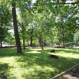 Northern Trek - White Lipped Deer Exhibit
