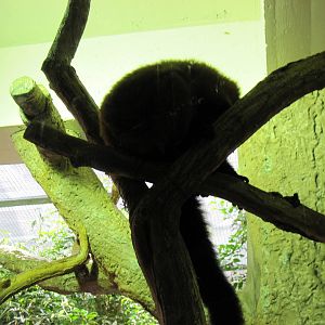 Small Mammal House-Brown Lemur