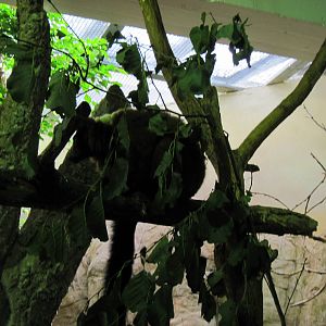Small Mammal House-Brown Lemur