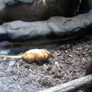 Small Mammal House-Golden Lion Tamarin
