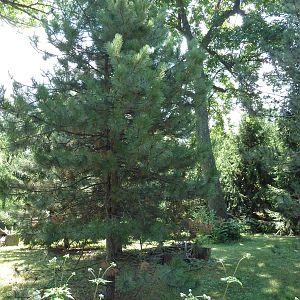Northern Trek - Tufted Deer/Red-Crowned Crane Exhibit