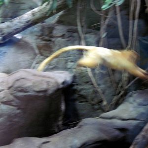 Small Mammal House-Golden Lion Tamarin