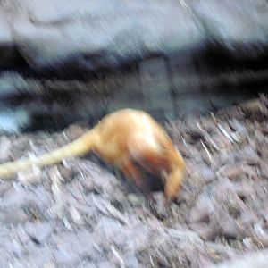 Small Mammal House-Golden Lion Tamarin