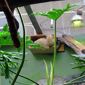 Small Mammal House-Two-toed Sloth