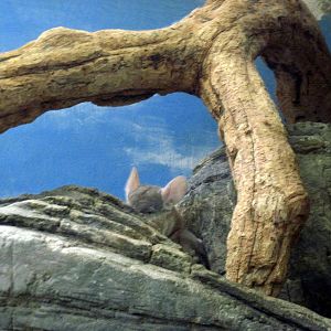 Small Mammal House-Chinchilla