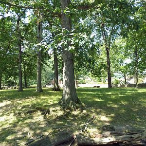 Northern Trek - White Lipped Deer Exhibit