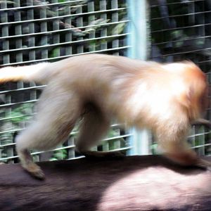 Small Mammal House-Golden Lion Tamarin