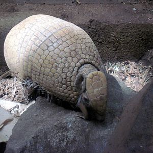 Small Mammal House-Three-banded Armadillo