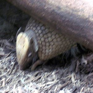 Small Mammal House-Three-banded Armadillo