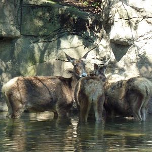 Northern Trek - White Lipped Deer