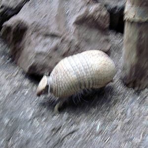 Small Mammal House-Three-banded Armadillo