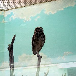 Small Mammal House-Burrowing Owl