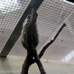 Small Mammal House-Rock Hyrax