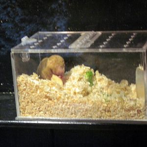 Small Mammal House-Damera Mole Rat
