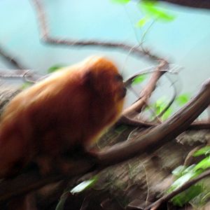 Small Mammal House-Golden Lion Tamarin
