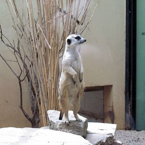 Small Mammal House-Meerkat