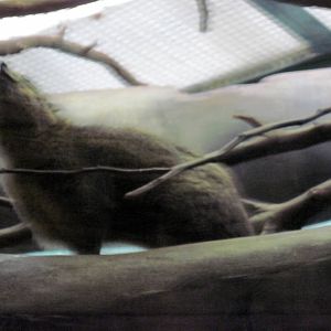 Small Mammal House-Rock Hyrax