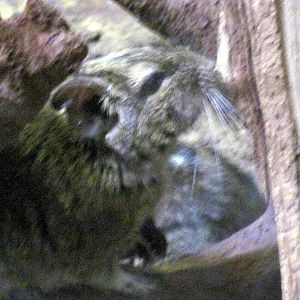 Small Mammal House-Degu