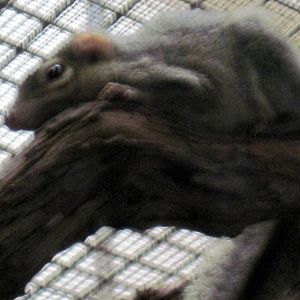 Small Mammal House-Tree Shrew