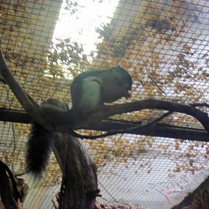 Small Mammal House-Prevost's Squirrel
